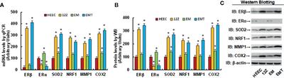 Betulinic Acid Inhibits Endometriosis Through Suppression of Estrogen Receptor β Signaling Pathway